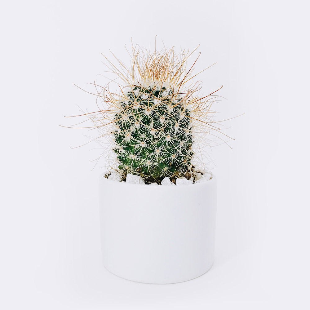 Categorieën cactus3 free img